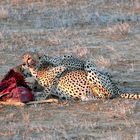 Cheetahs am Riss