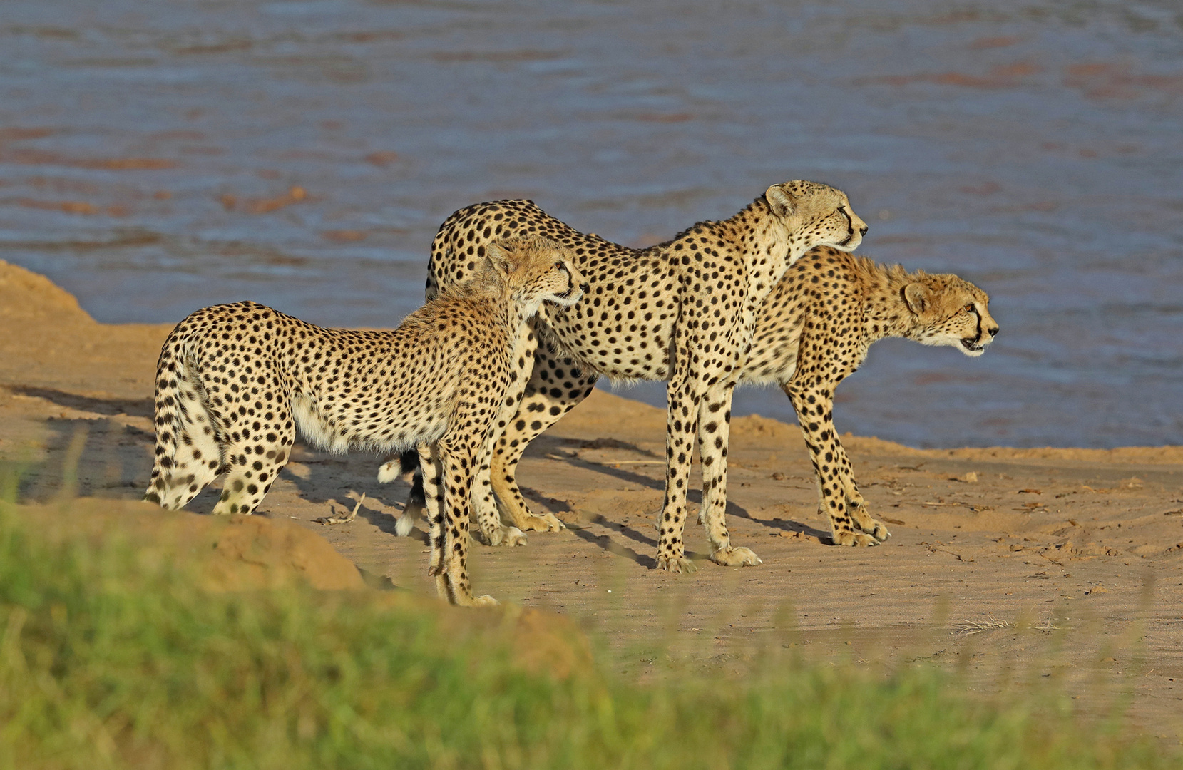 Cheetahs are watching something