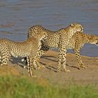 Cheetahs are watching something