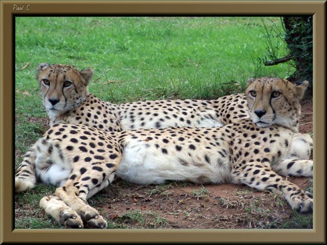 Cheetahs at rest