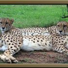 Cheetahs at rest
