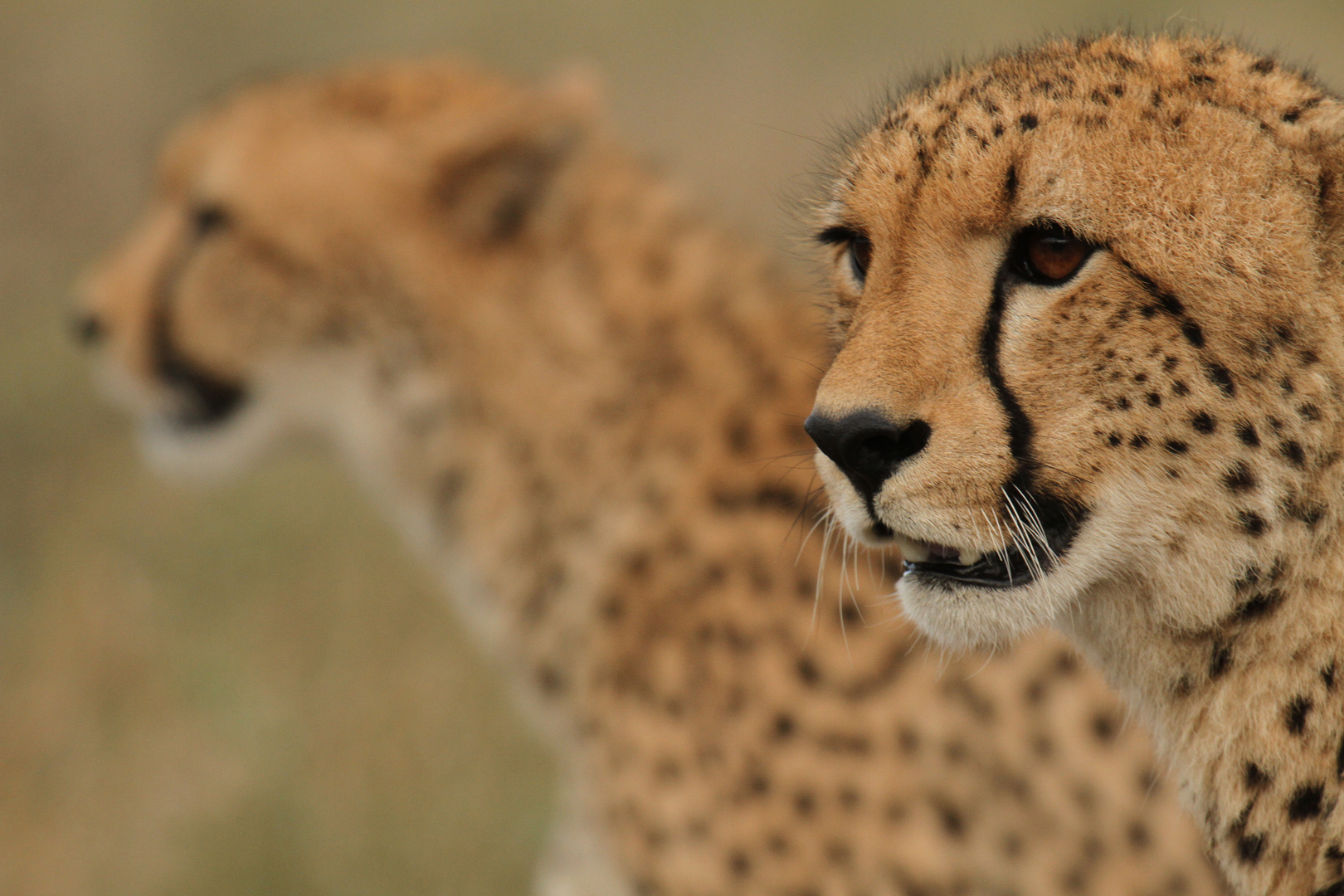 Cheetahs auf der Jagd (Krüger NP)