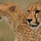 Cheetahs auf der Jagd (Krüger NP)