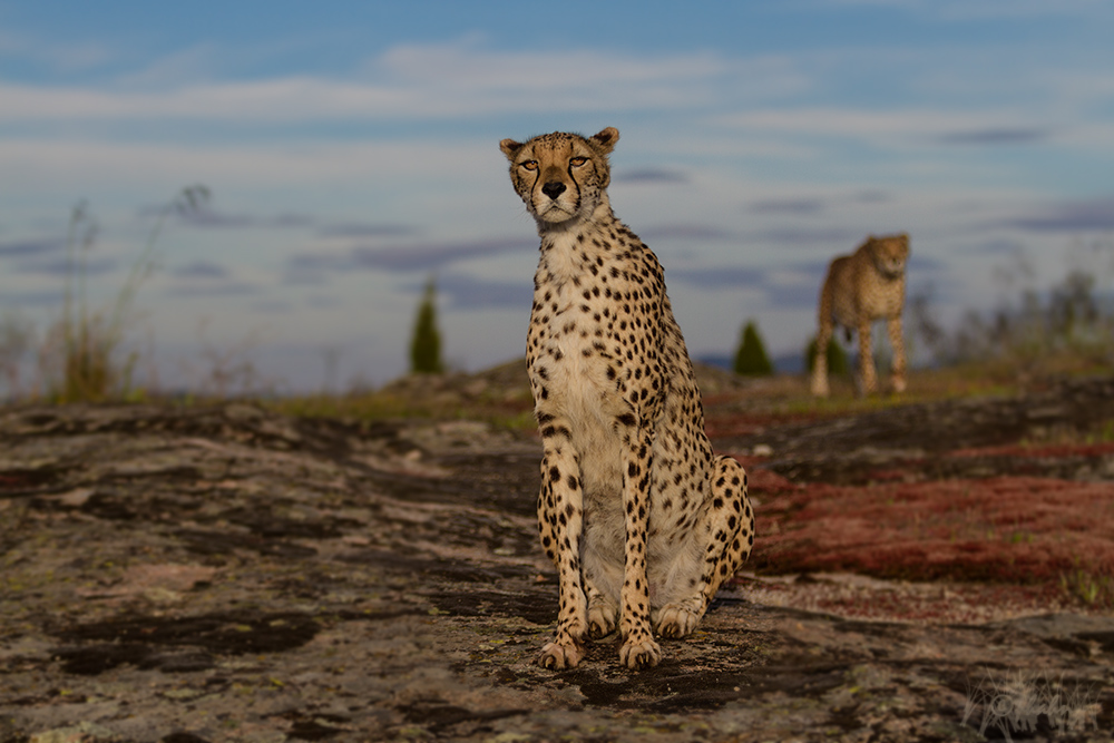 … Cheetahs auf der Lauer ...