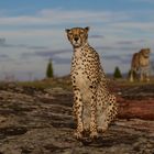 … Cheetahs auf der Lauer ...