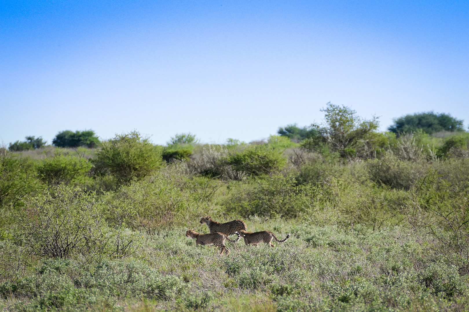 Cheetahs auf Wanderung