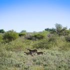 Cheetahs auf Wanderung