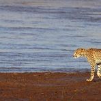 Cheetahs crossing the chocolate river