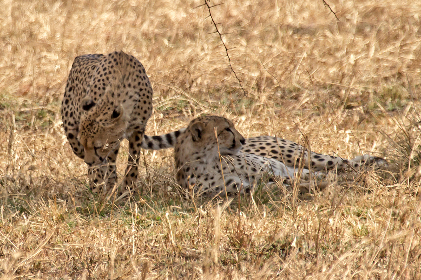 Cheetahs