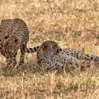 Cheetahs