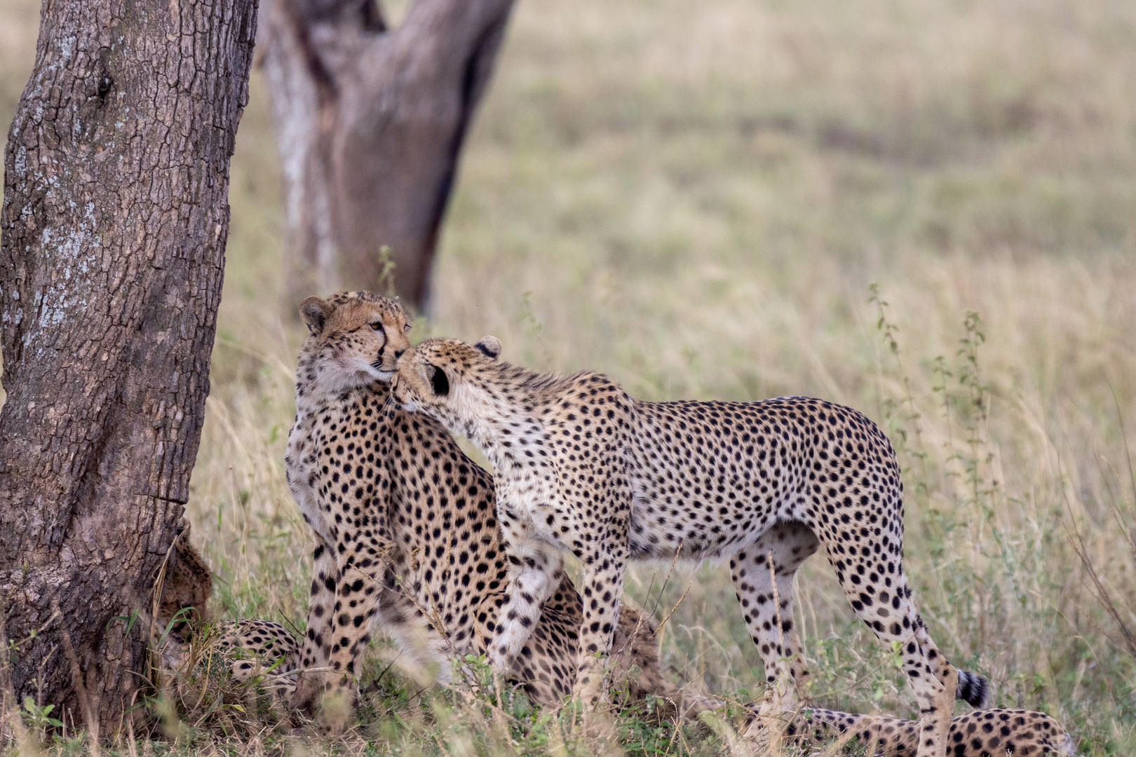 Cheetah's in Love