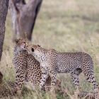 Cheetah's in Love