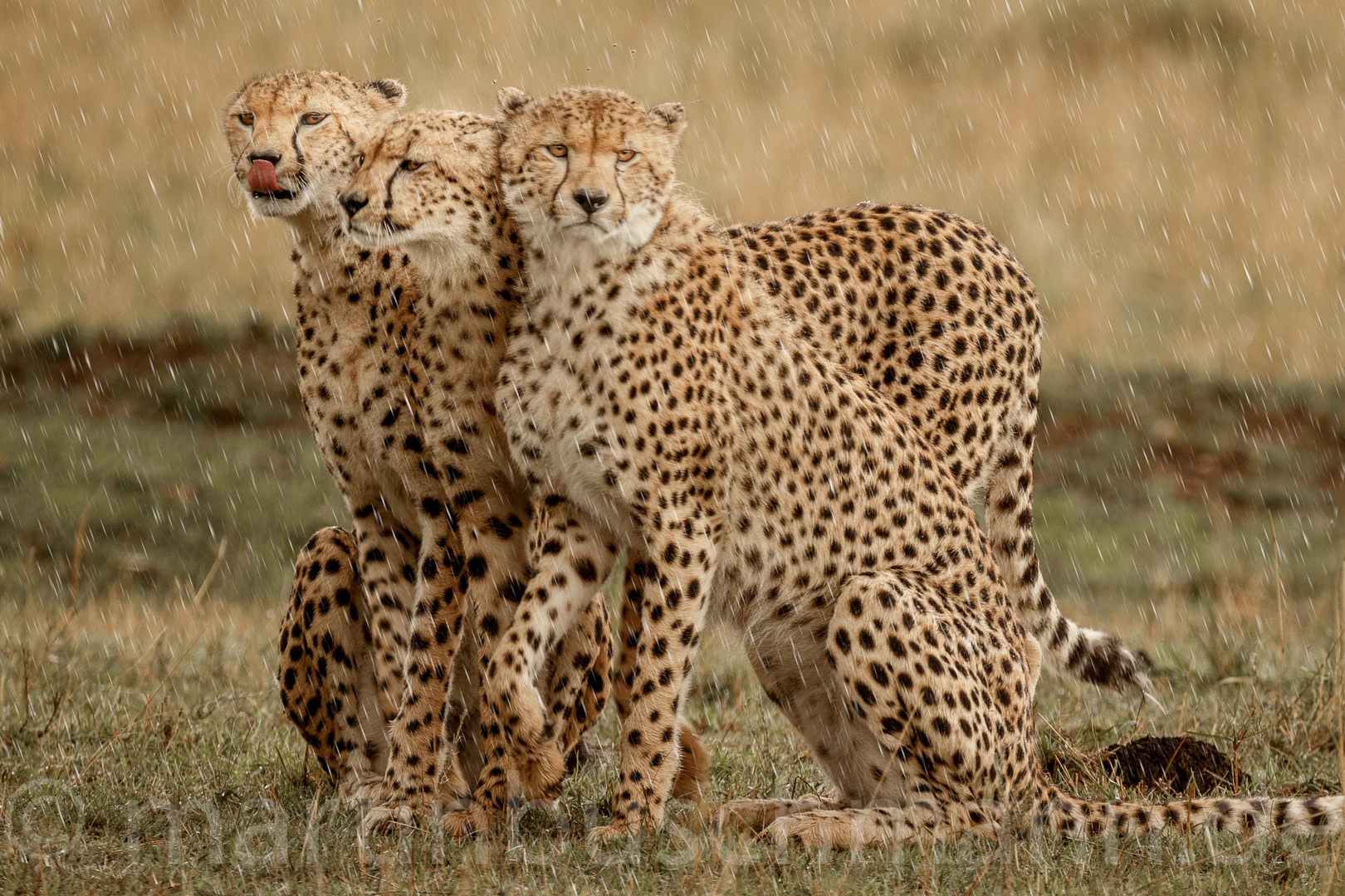 Cheetahs in the rain