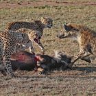 Cheetahs lost here Kill