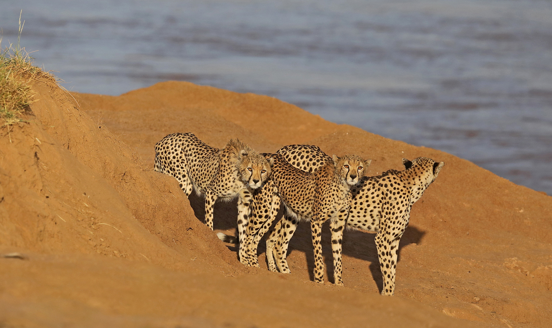 Cheetahs on the riverside