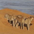 Cheetahs on the riverside