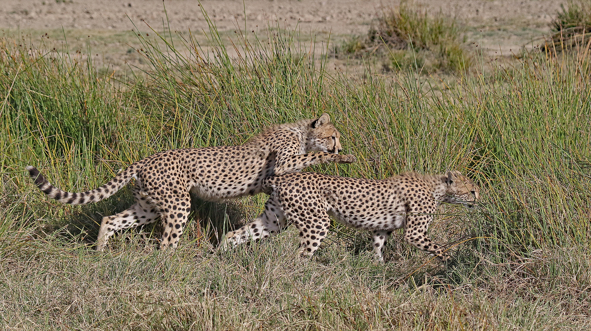 Cheetahs play without their mother