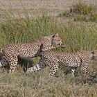 Cheetahs play without their mother