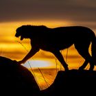 Cheetah's Rock