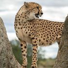 Cheetah's Rock 104