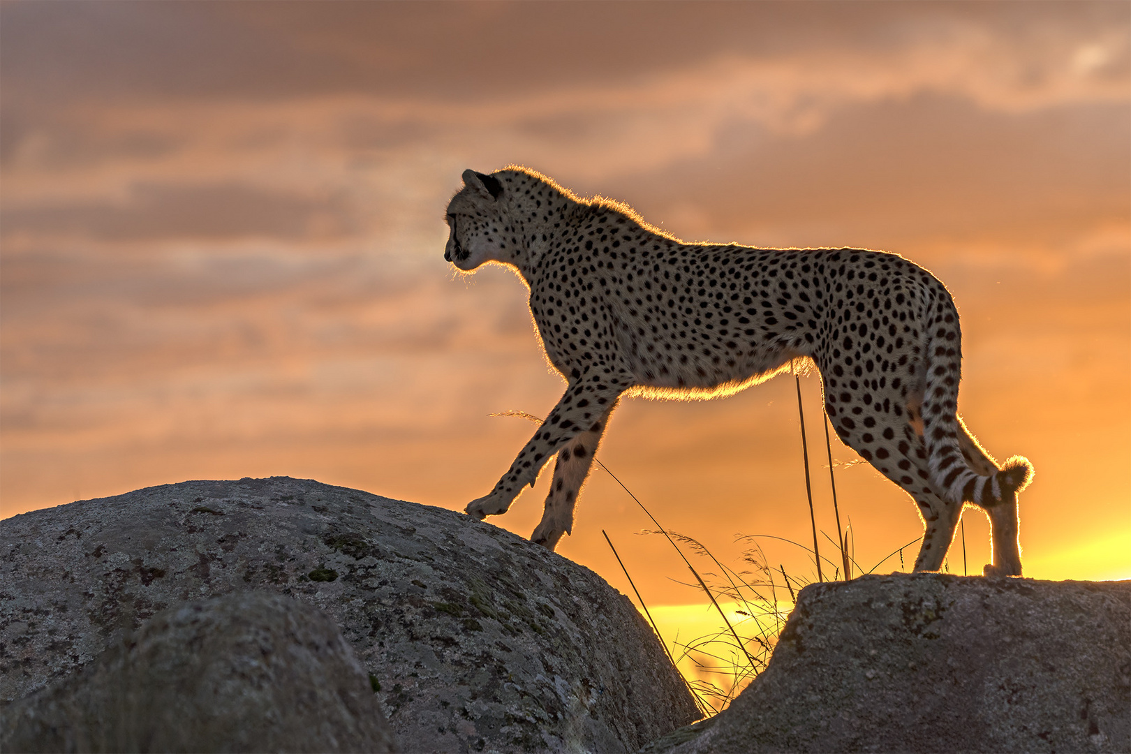 Cheetah's Rock 114
