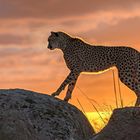 Cheetah's Rock 114