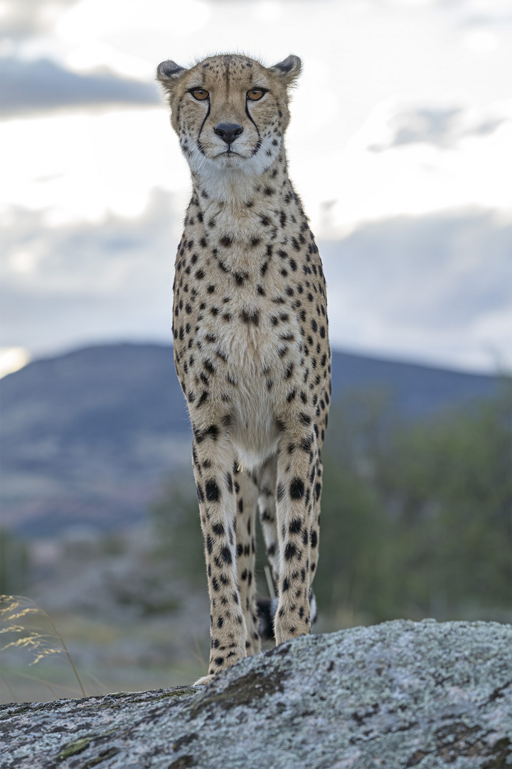 Cheetah's Rock 115