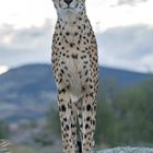 Cheetah's Rock 115