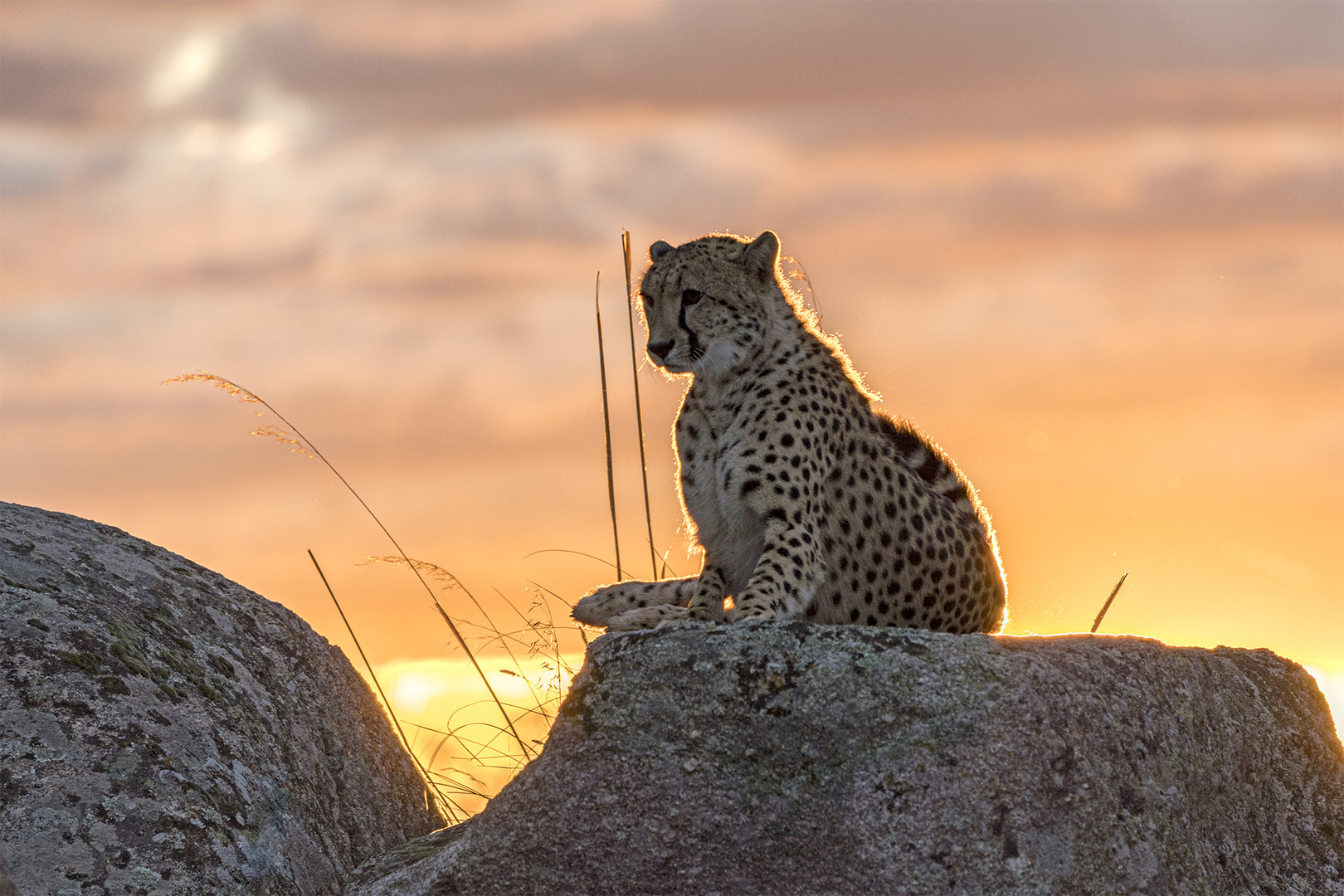 Cheetah's Rock 116