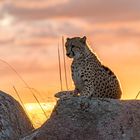 Cheetah's Rock 116
