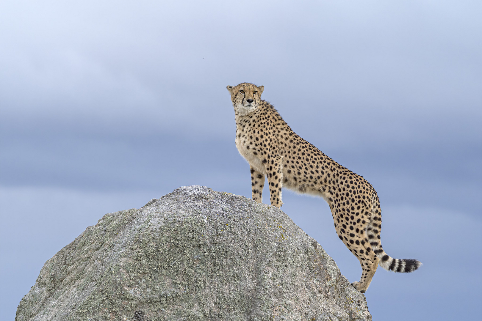 Cheetah's Rock 117
