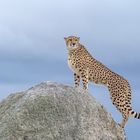 Cheetah's Rock 117