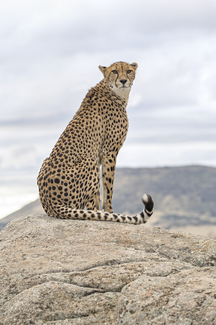 Cheetah's Rock 118
