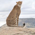 Cheetah's Rock 118