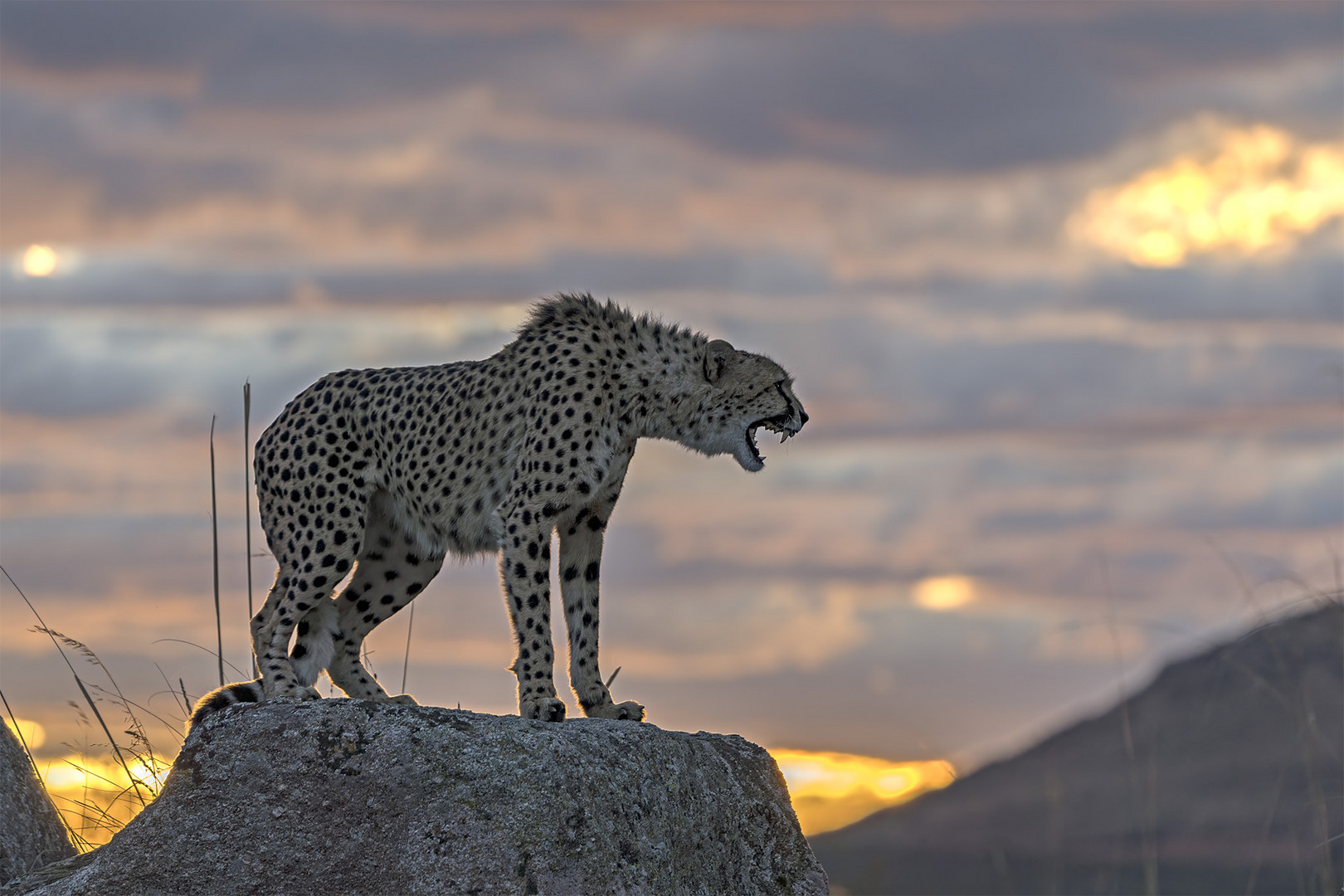 Cheetah's Rock 119