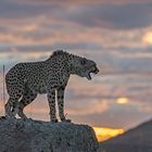 Cheetah's Rock 119