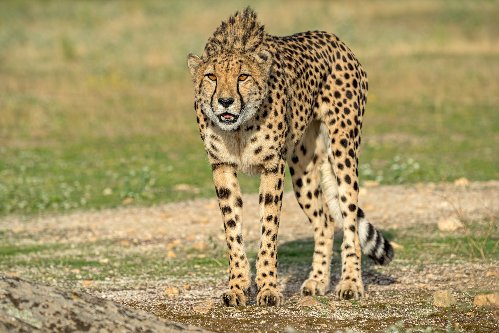 Cheetah's Rock 17