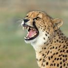 Cheetah's Rock 21