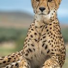 Cheetah's Rock 27