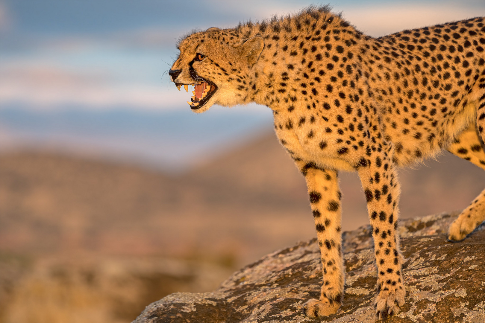 Cheetah's Rock 30
