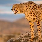 Cheetah's Rock 30