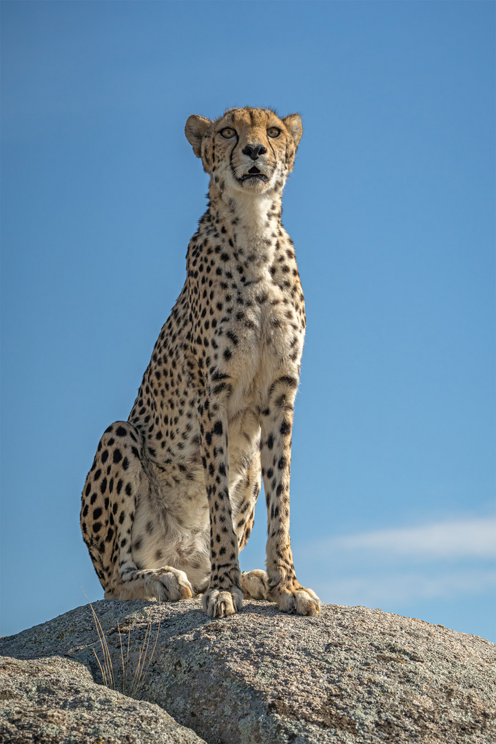 Cheetah's Rock 34