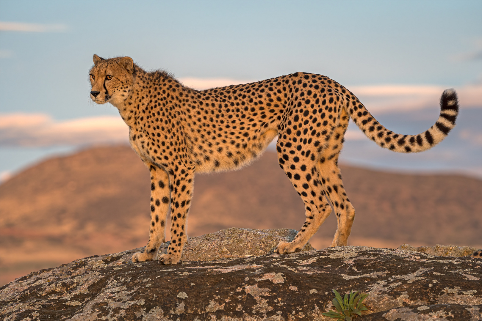 Cheetah's Rock 39