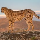 Cheetah's Rock 39