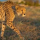Cheetah's Rock 44