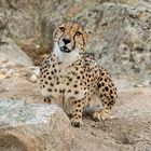 Cheetah's Rock 45