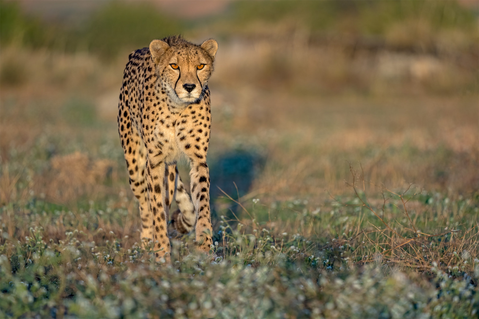 Cheetah's Rock 58