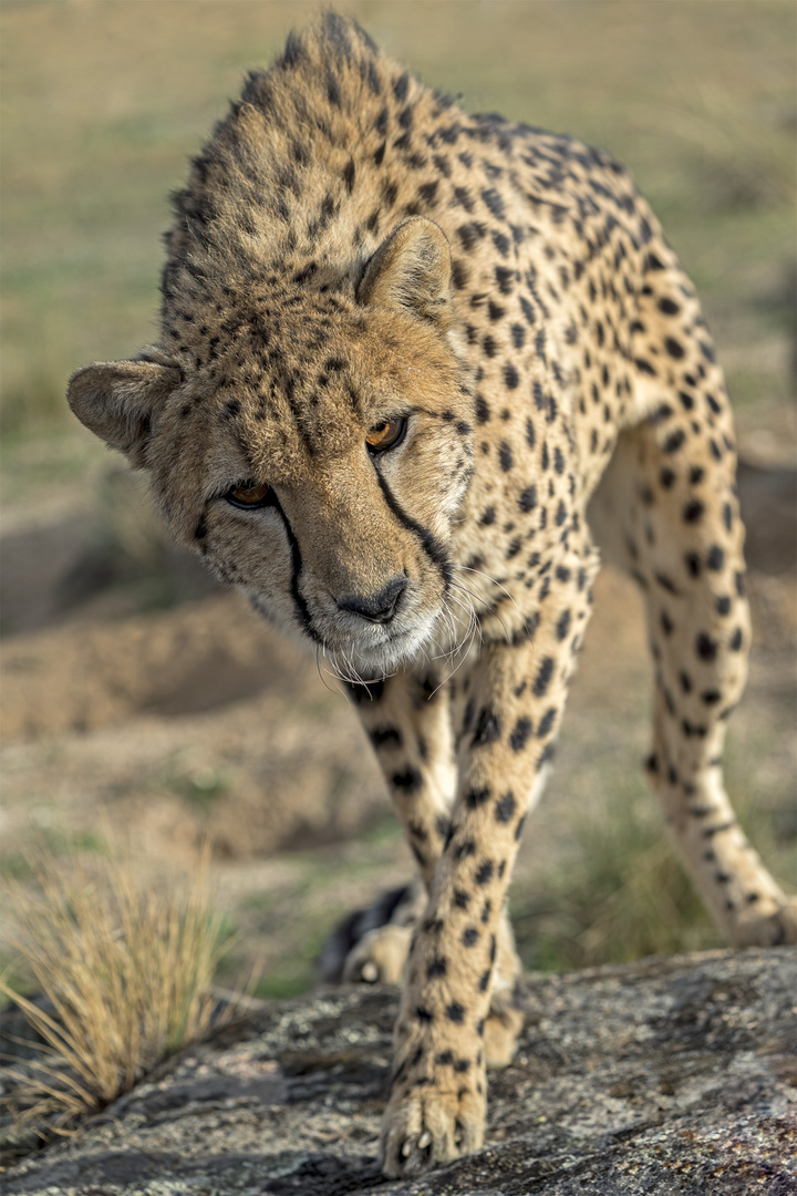 Cheetah's Rock 63