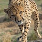 Cheetah's Rock 63