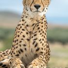 Cheetah's Rock 65